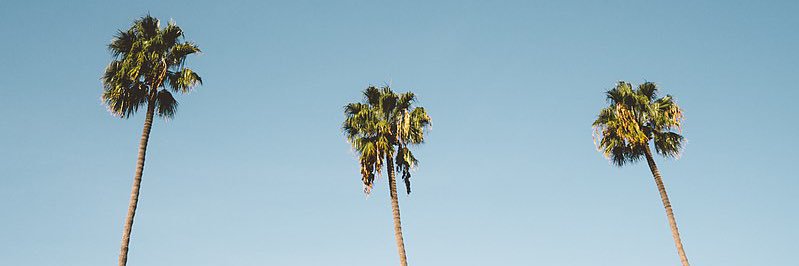 julia p banner