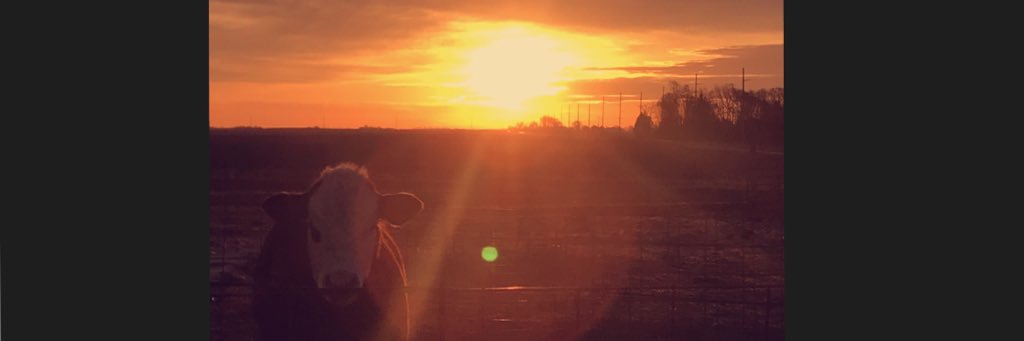 alliebenner's profile banner image