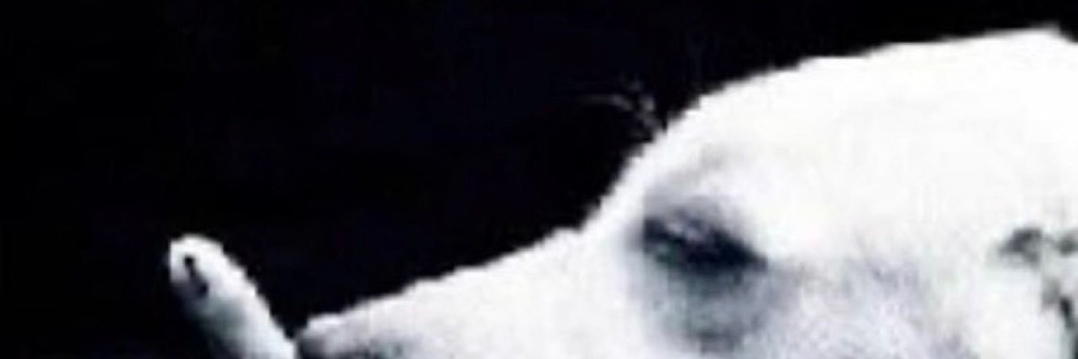 llgodois's profile banner image