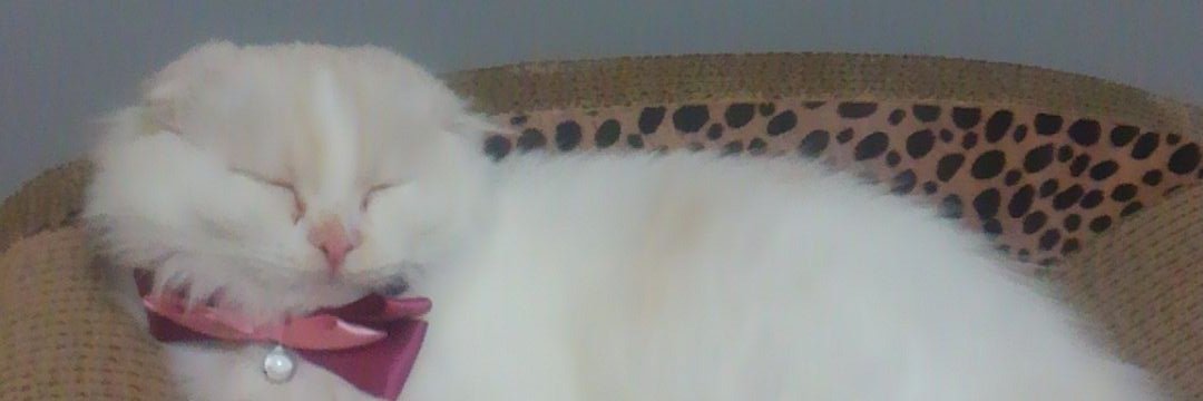 rowa_koji's profile banner image