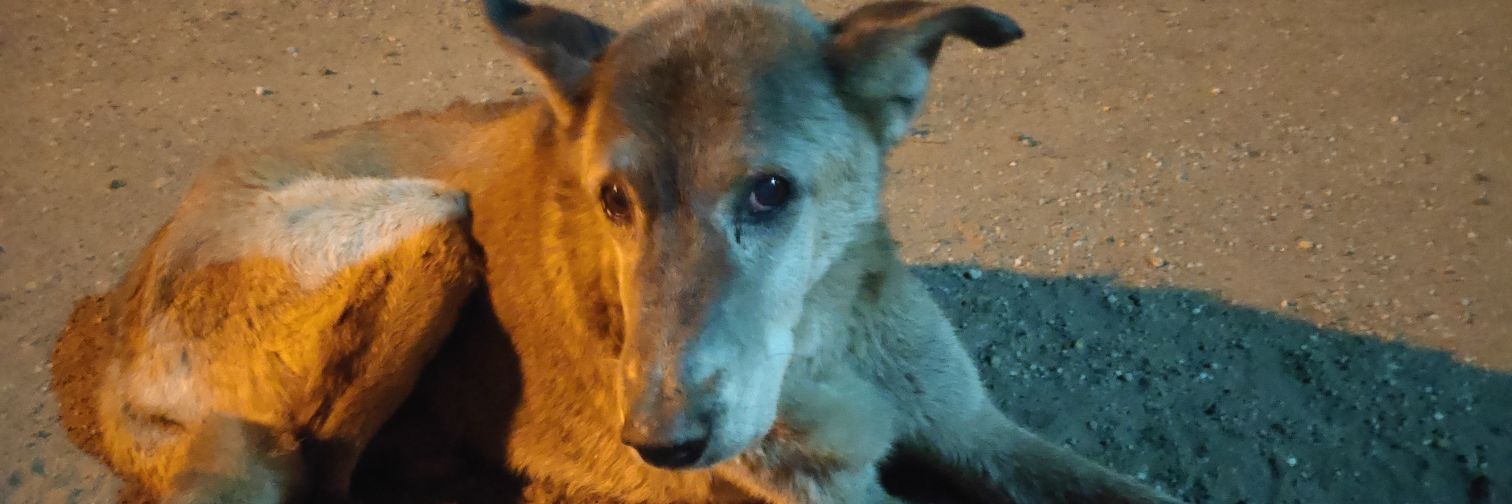 - SOS PETS VENEZUELA🐩🐕😿💔 banner