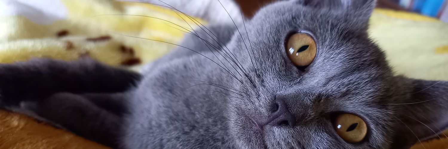 akecat55's profile banner image