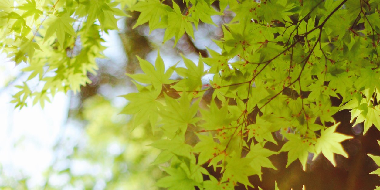 opukekuru's profile banner image