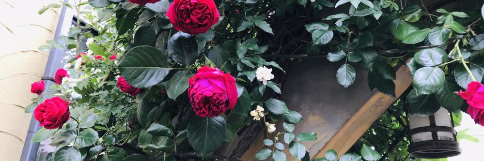 graceofgarden's profile banner image