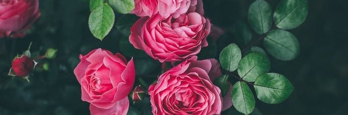 Dosmaa P.  banner