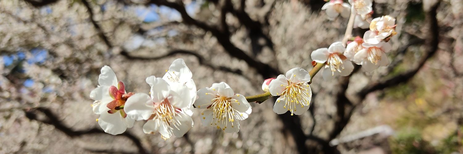 PoroBox（みっきー@漬物） banner