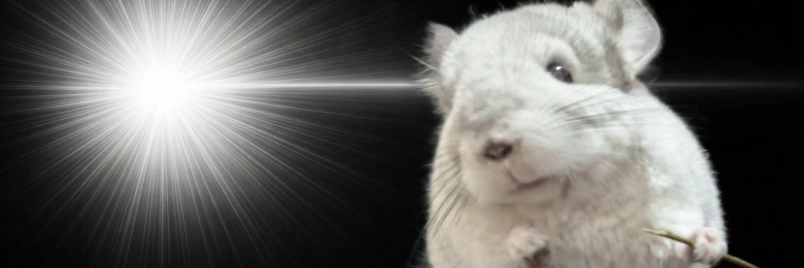 PoroBox_LoL's profile banner image