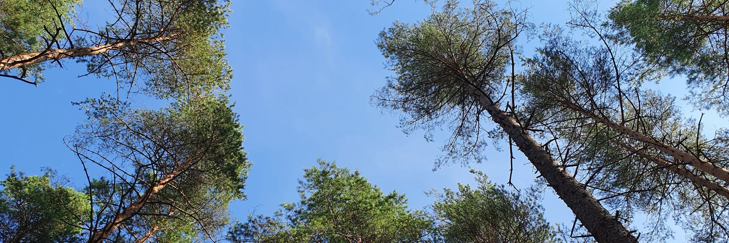 trinnema's profile banner image
