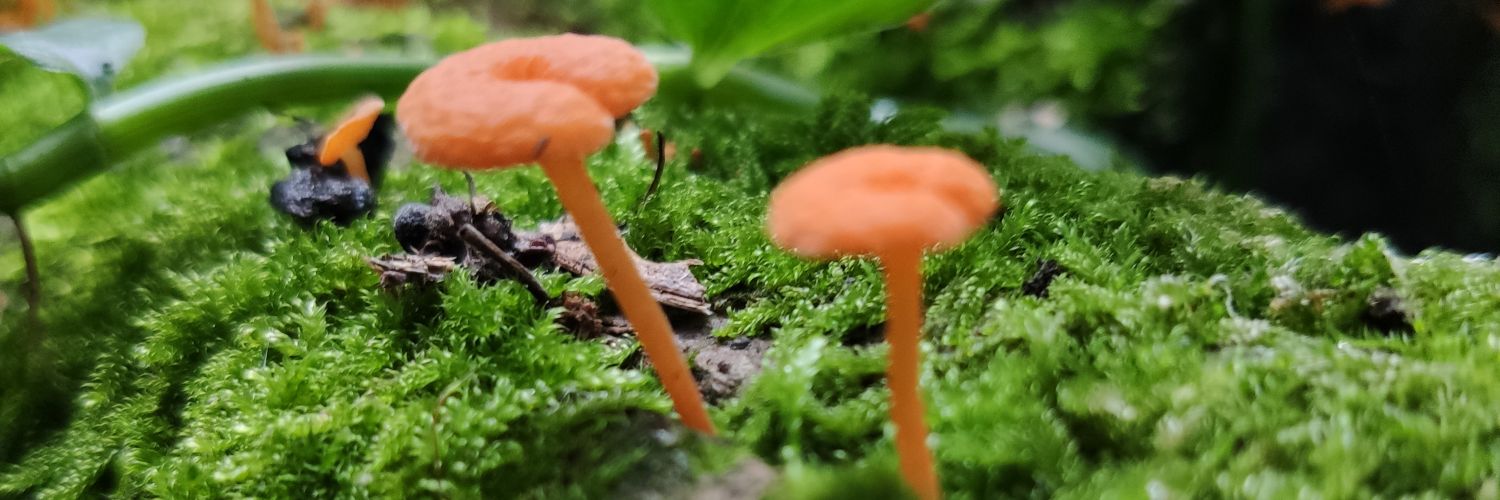 Mister Doctor banner