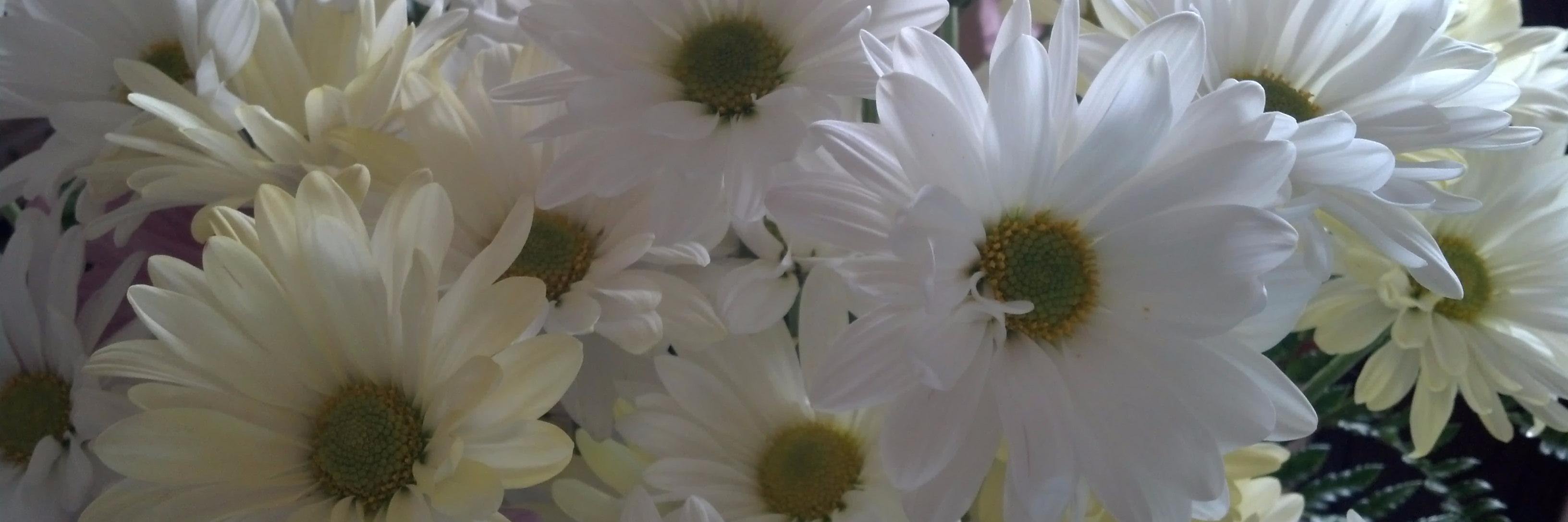 DaisyLuxe1's profile banner image