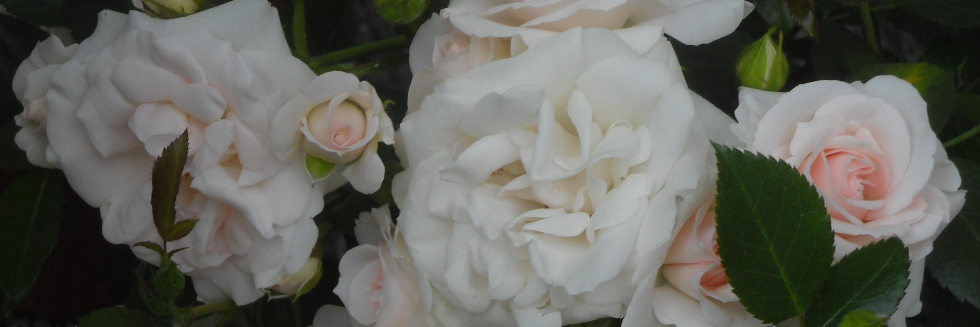 GiadaEvaElisa's profile banner image