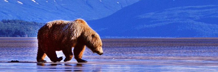 Horinek's profile banner image