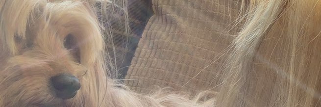 Julie Cooper // Dolittlepresents banner