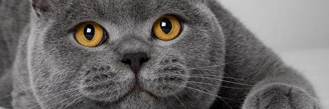 ponta0754's profile banner image