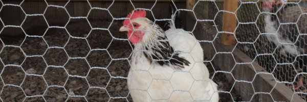 TheMeshCompany Profile Banner