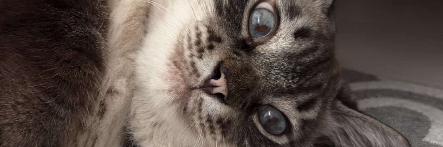 cuscuz_com_ovos's profile banner image