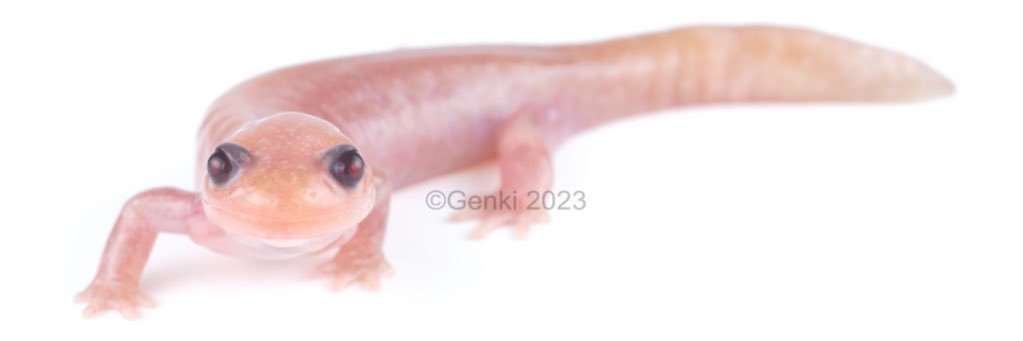 げんき banner