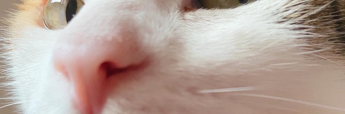 EstelaSinger's profile banner image