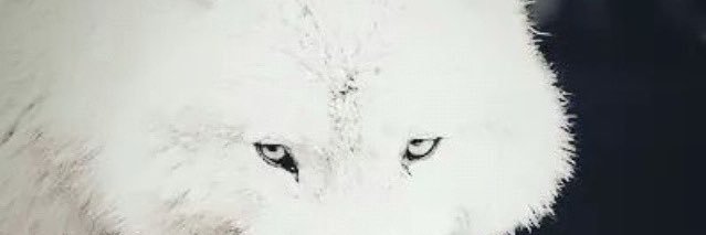 GhostElbon's profile banner image
