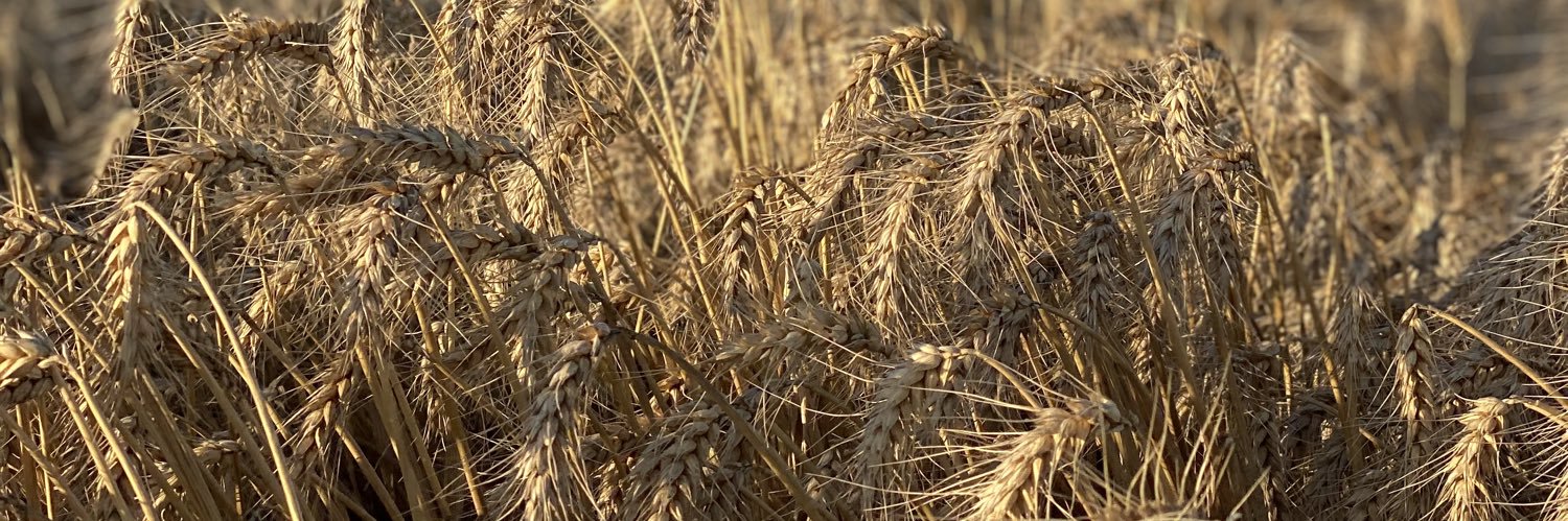 Rhys O'Sullivan banner