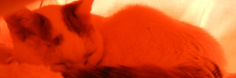 白狼 banner
