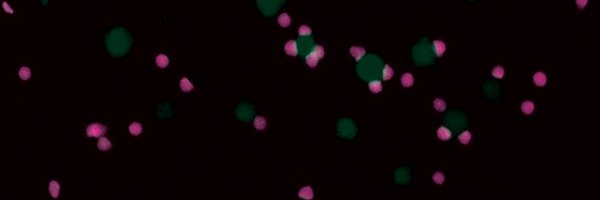 patrycja_kozik Profile Banner