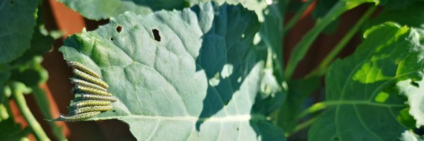 PromiseMuleya Profile Banner