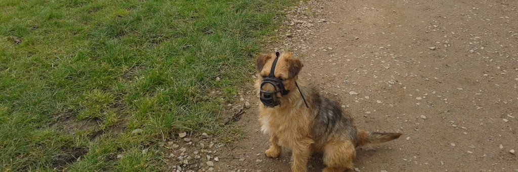 freddy_terrier's profile banner image