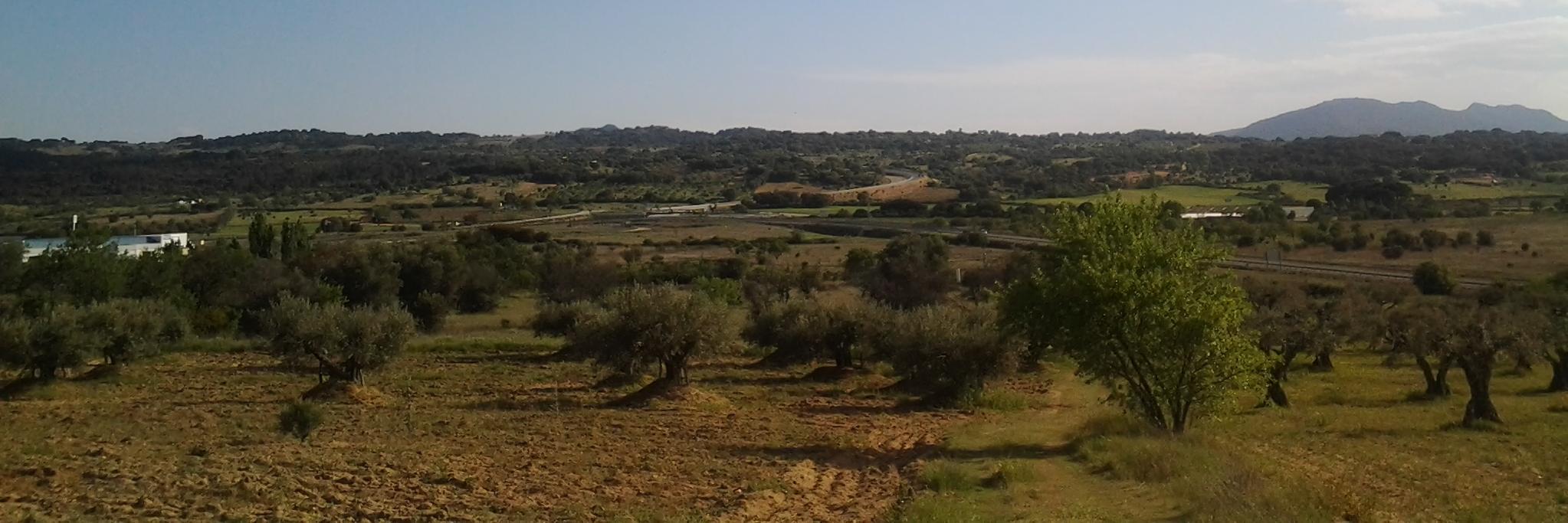 angyjuniperus's profile banner image