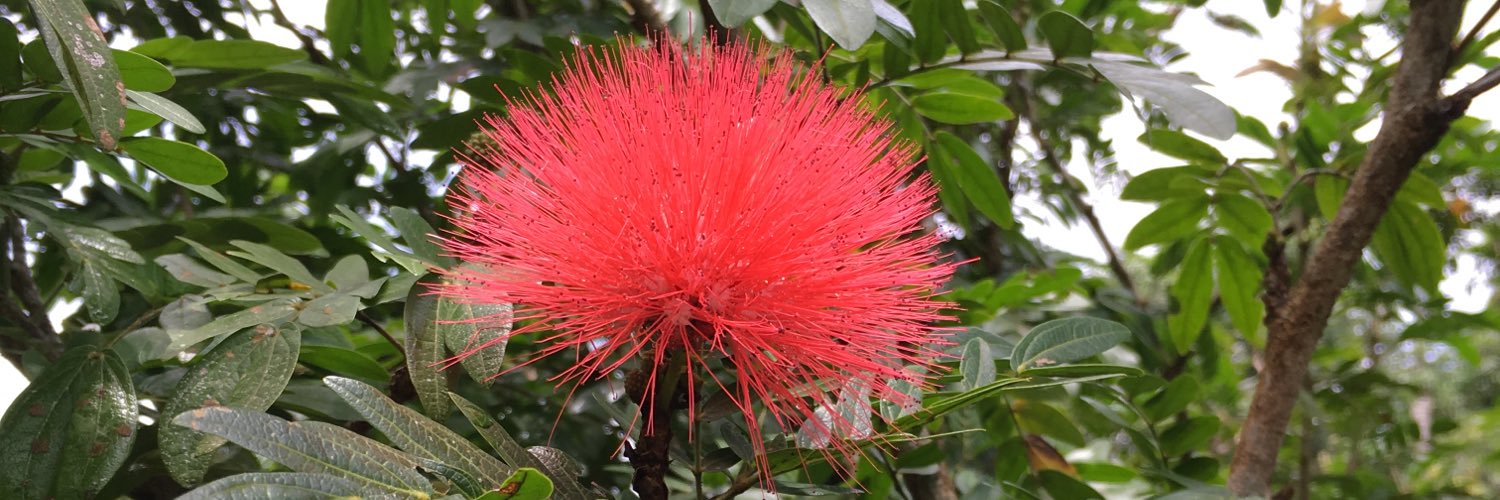 Isabelle Kohl banner