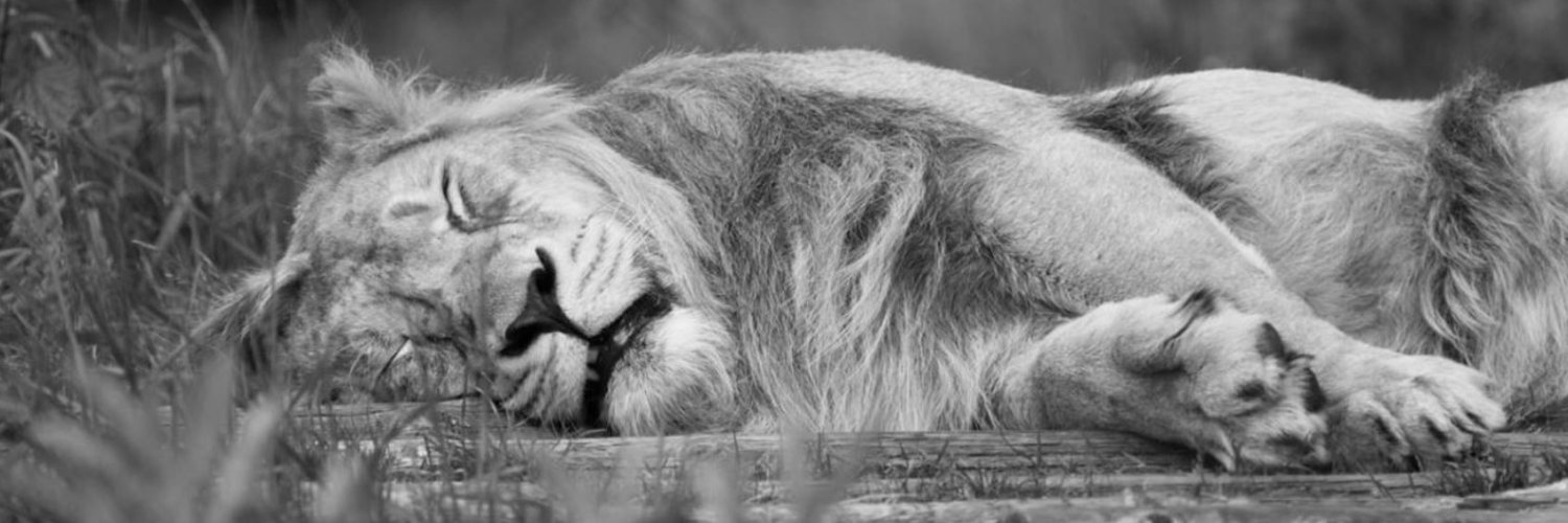 Dancing_Lion_16's profile banner image