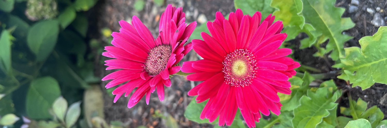 nicole_lederman's profile banner image