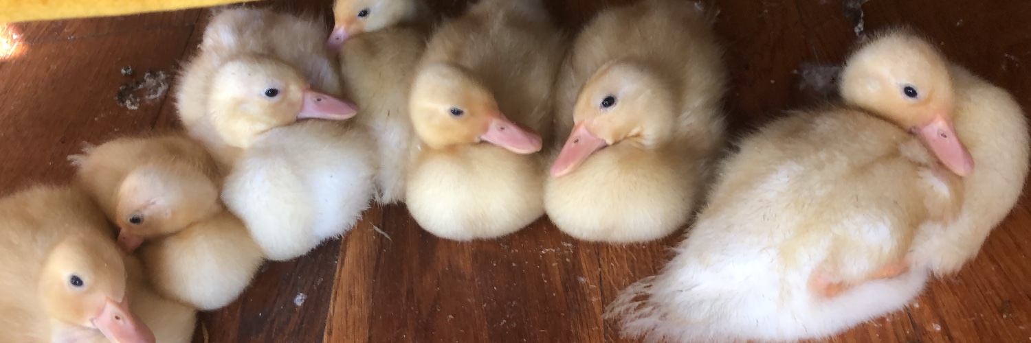 Venthan Mailoo banner