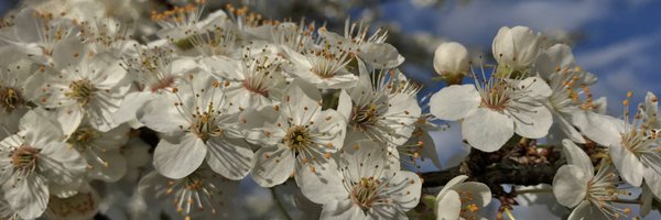 StNicksFields Profile Banner