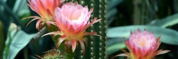 traceyhester1 Profile Banner