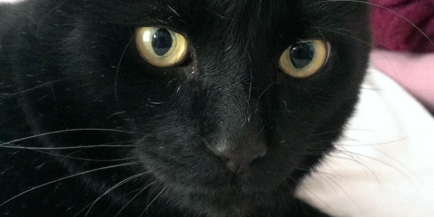 FriesianCow's profile banner image