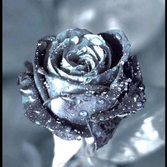 seema_chim's profile banner image