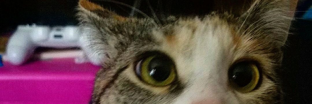 CuriousKira's profile banner image