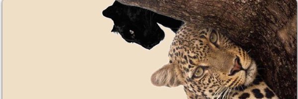 ozlembasoglu Profile Banner