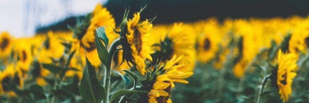 Sunfloweeer banner
