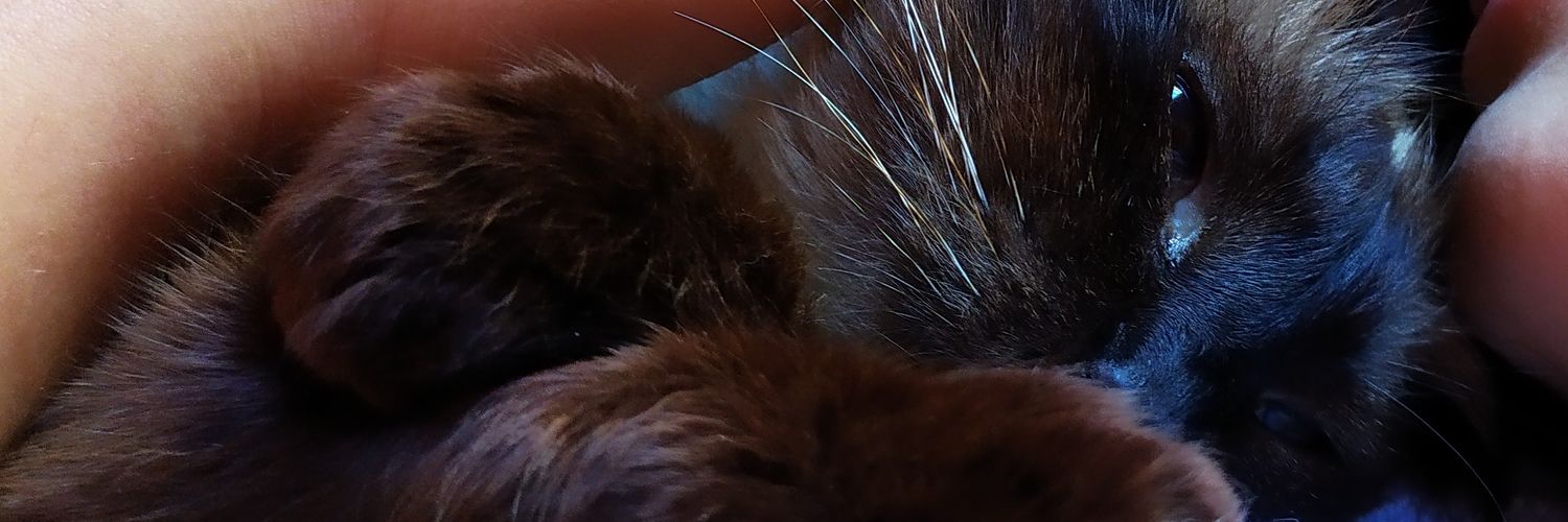 Camilagcs's profile banner image