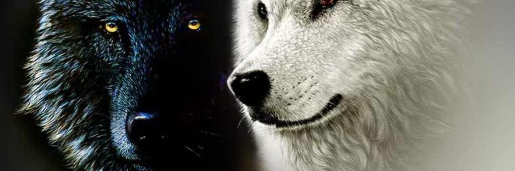 WolfGangs7413's profile banner image