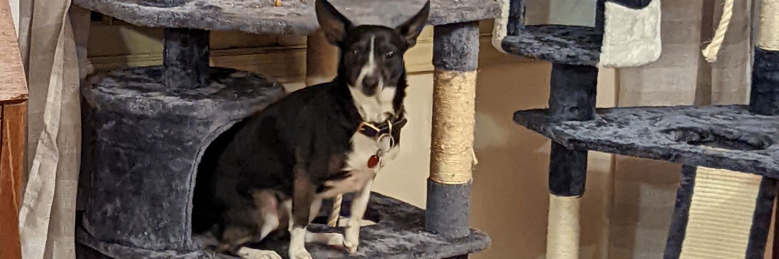 Oreothedog2's profile banner image