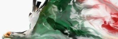 Alhamim_os's profile banner image