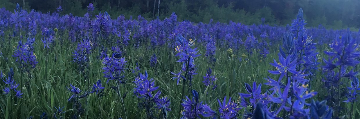 Sacha P. Broccard banner