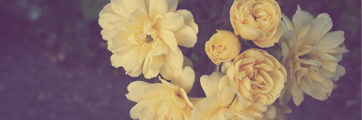 Snappysisjen's profile banner image