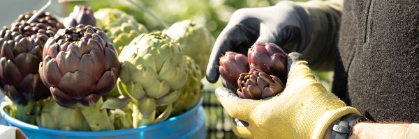 FarmlandCA Profile Banner