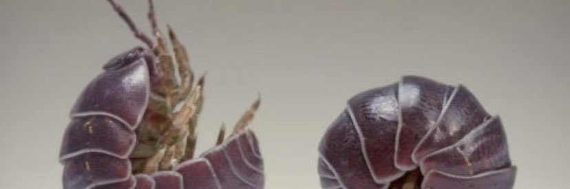thickymendes's profile banner image