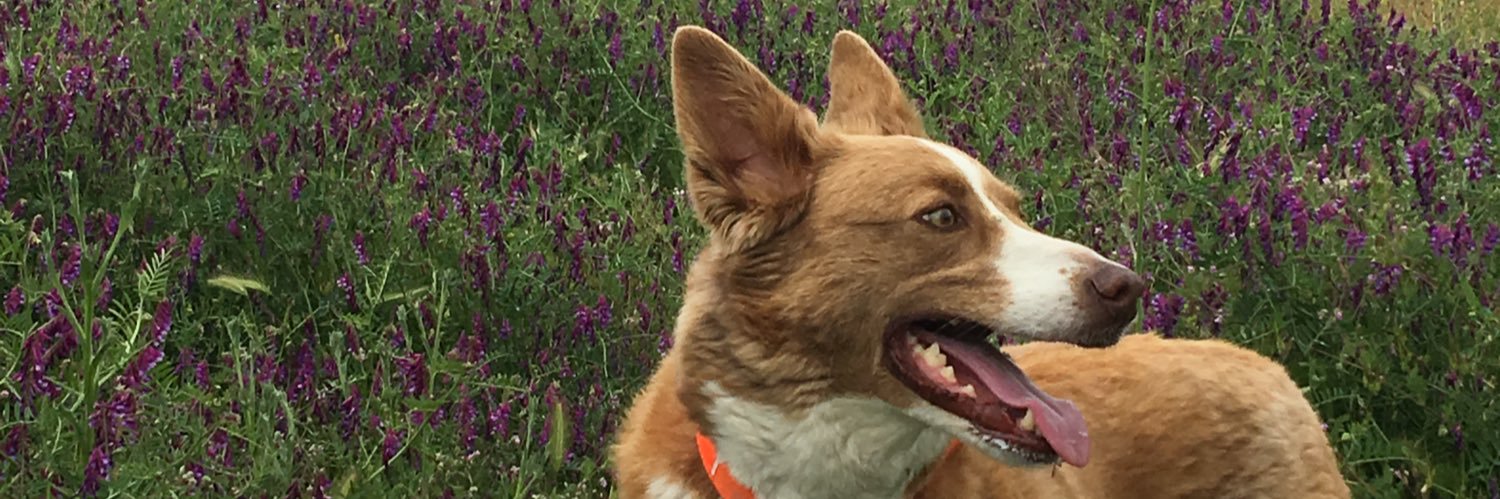 BarrazaRicky's profile banner image