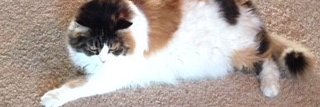 Cinnijy's profile banner image